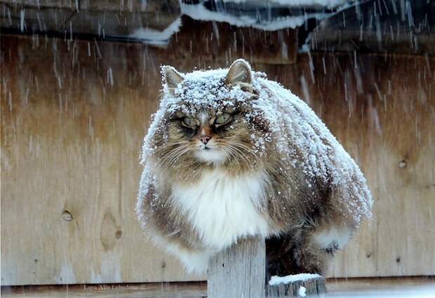 Siberian-Cats_photo-Alla-Lebedeva131