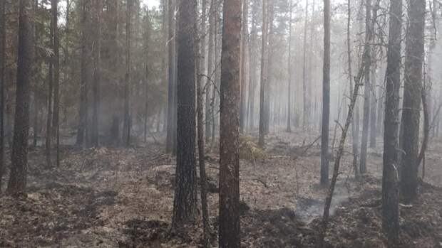 Дым и запах гари от пожаров в карельских лесах наблюдаются в Петрозаводске