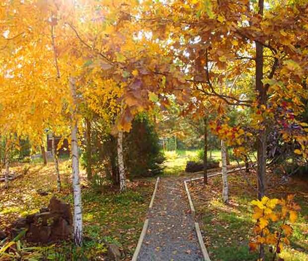 Березы осенью.