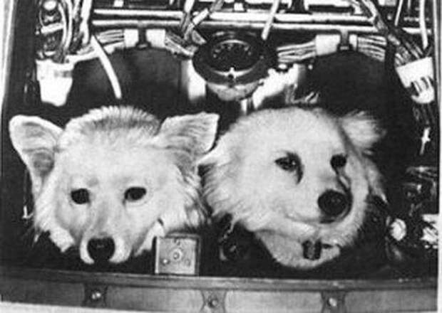 Фотогеничные дворняги: как в СССР проводили отбор собак для космических программ