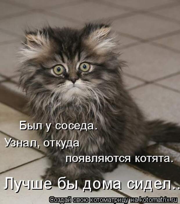 Котоматрица: Был у соседа. Узнал, откуда  появляются котята. Лучше бы дома сидел...