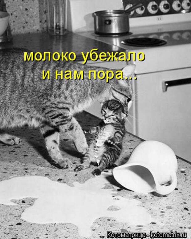 Котяры на приколе и их шаловливые друзья (35 фото)