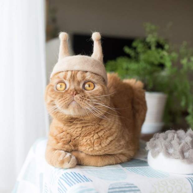 Если коты линяют... (подборка)