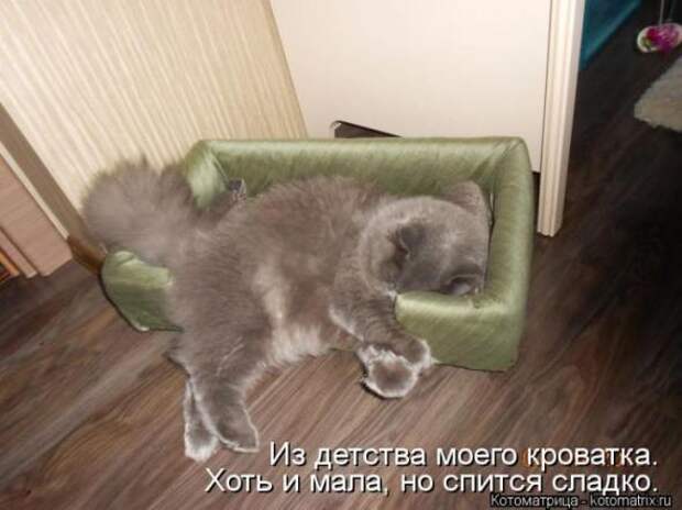 Котоматрицы (картинки с подписями)
