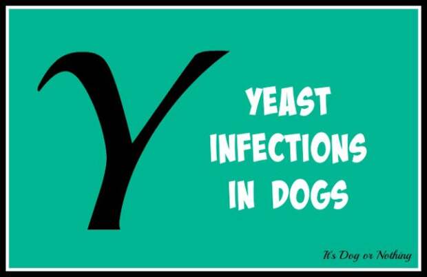 When it comes to giant breed health and nutrition, there's a lot that goes into raising a happy, healthy dog. We're going from A to Z talking about giant breed specific needs! Today, it's all about yeast infections in dogs, specifically their ears.