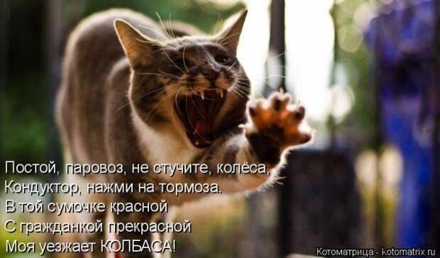 Прикольные котоматрицы Прикольные котоматрицы