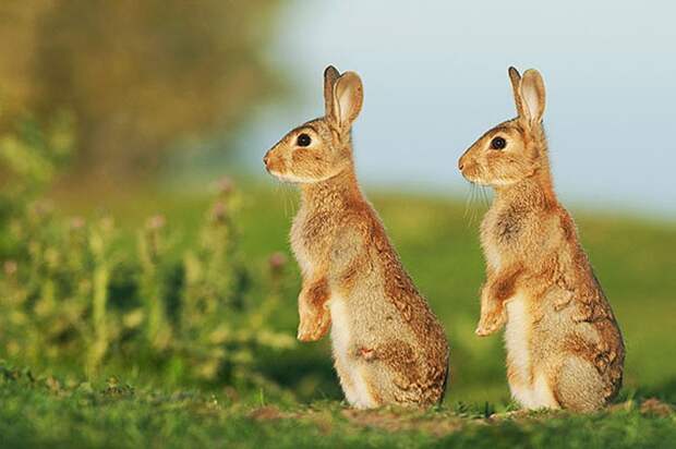 AnimalTwins24