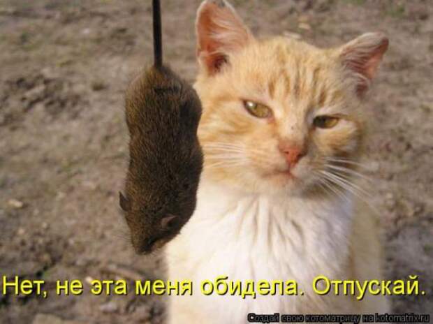 Котоматрицы(картинки с надписями)