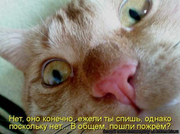 Лучшая котоматрица недели (32 фото)
