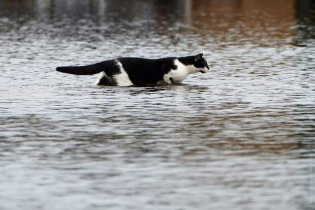 Как во время урагана в США спасают домашних животных животные, история, спасение
