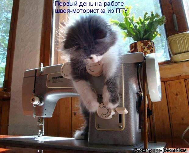 Котоматрица: Первый день на работе швея-мотористка из ПТУ