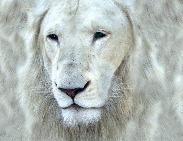 Белые львы: такие редкие и такие красивые