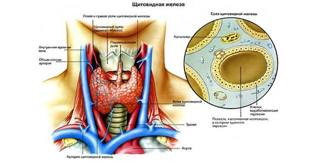 щитовидная железа