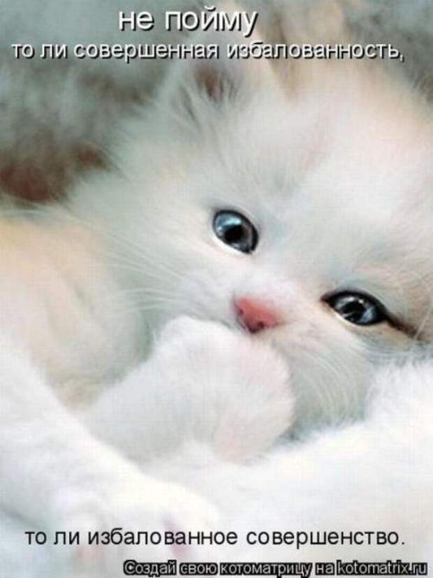 Котоматрица Котоматрица
