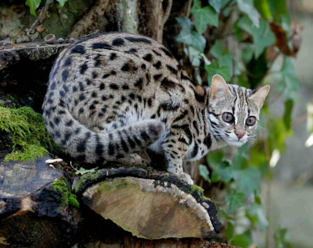 Бенгальская кошка