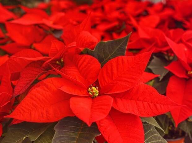 Названы лучшие цветочные заменители новогодней ёлки