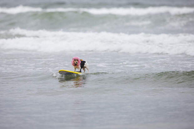 Собачий серфинг: игры, странность, факты, фото