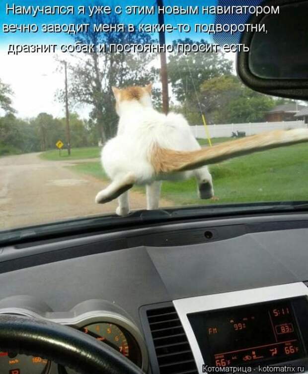 Лучшие котоматрицы недели