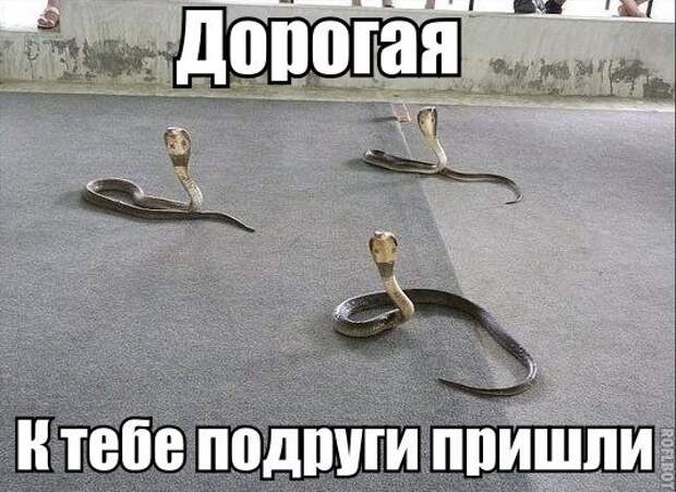 Смешные картинки с подписями картинки, прикол, юмор