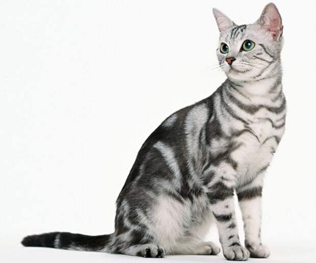 Американская кошка