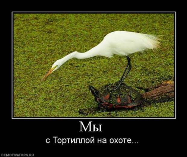 Порция хороших демотиваторов.