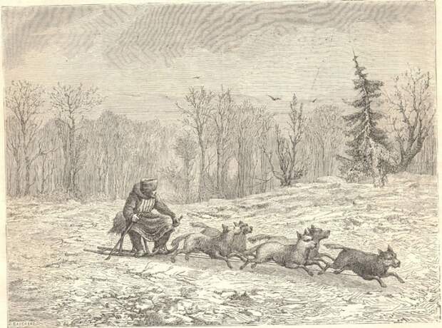 Собачья упряжка.