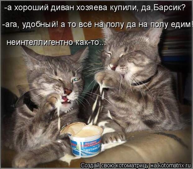 Лучшие котоматрицы недели