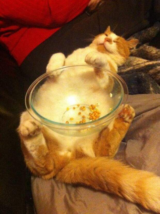 КОТОприколы