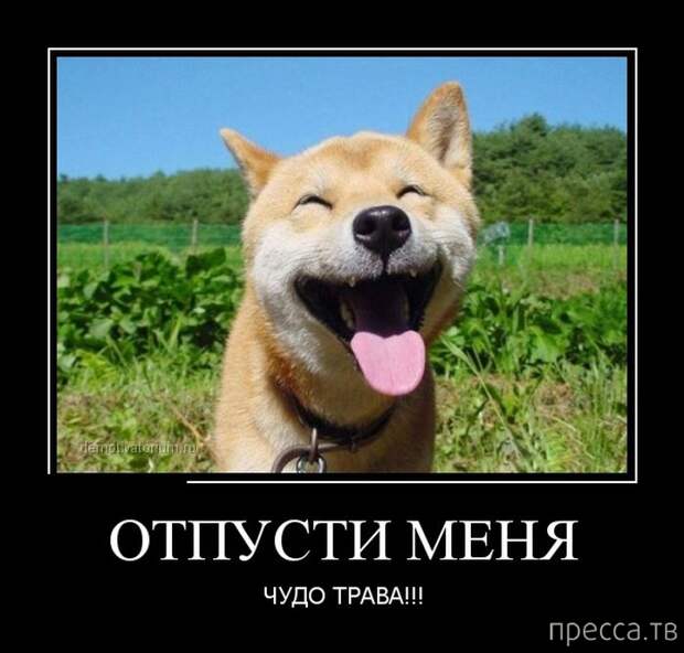 Демотиваторы (30 фото) Демотиваторы (30 фото)