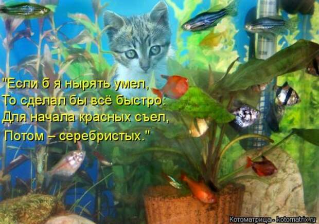 Котоматрица на Бугаге (34 фото)