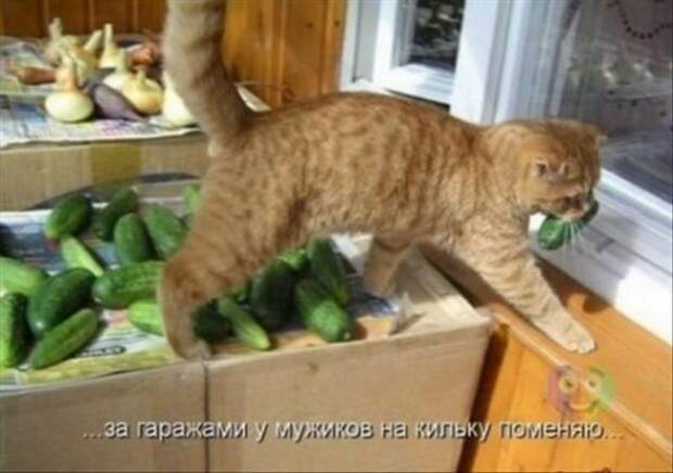 смешные картинки с едой и котами) (4)