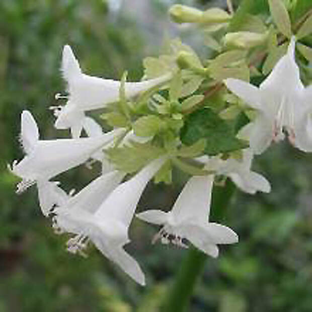Абелия крупноцветковая- Abelia x grandiflora