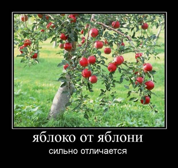 Демотиваторы (38 фото) Демотиваторы (38 фото)