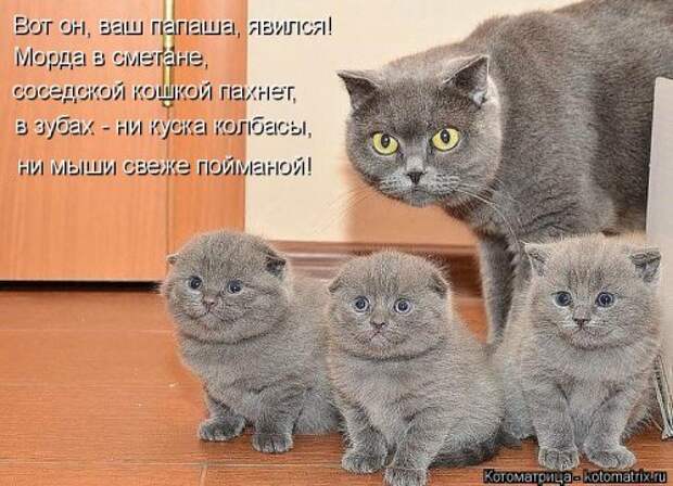 Новая котоматрица (36 фото)