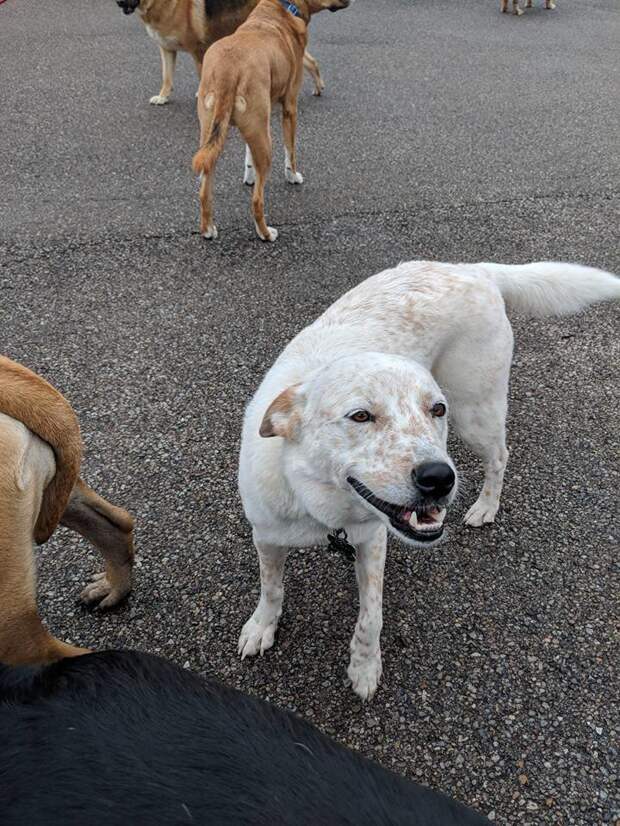 Идеальный снимок: 30 псов приняли участие в коллективном селфи в американском питомнике животные, кадр, милота, питомник, селфи, снимок, собака