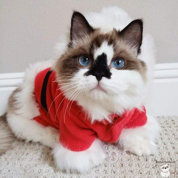 Голубоглазый манчкин Альберт  кот, манчкин