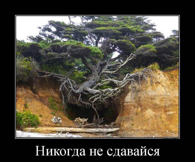 Демотиваторы Демотиваторы демотиваторы, прикол, смех, юмор