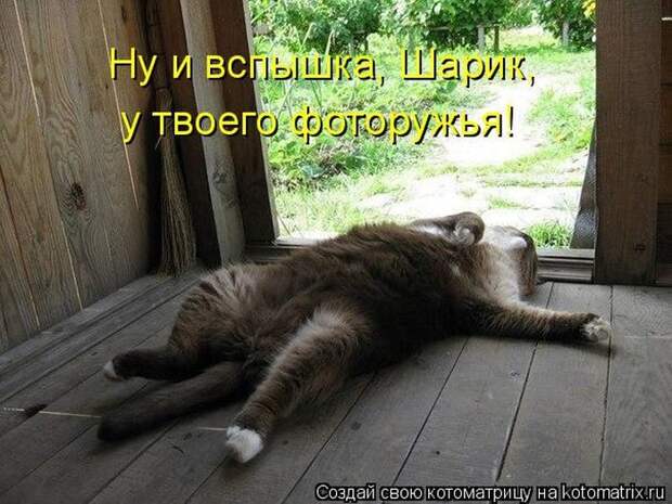 Лучшие котоматрицы недели