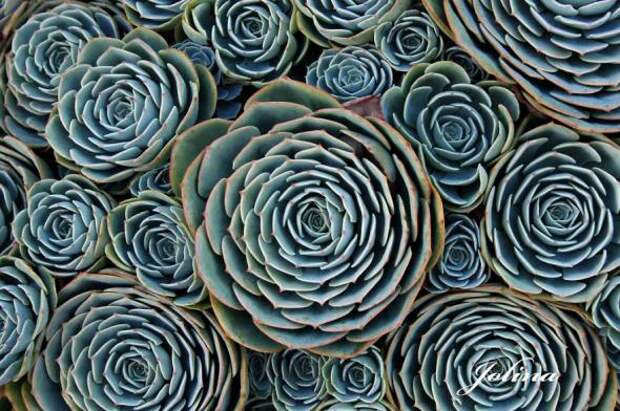 Геометрия в природе – 15 завораживающих взгляд растений