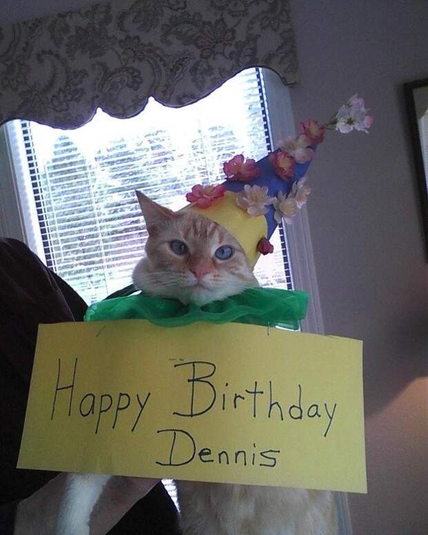 lolcats90 100 лучших фотографий кошек всех времен и народов