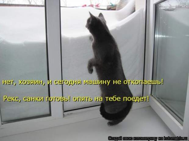Свежая котоматрица (38 фото)