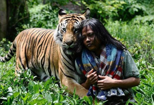 История необычной дружбы человека и тигра