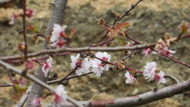 Раноцветущий персик в конце цветения 22 апреля этого года