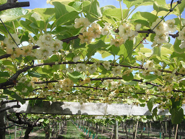 11. Киви 11. Киви интересно, продукты, урожай