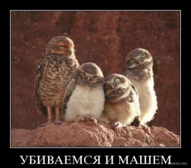 Демотиваторы, будет смешно много новых и прикольных!