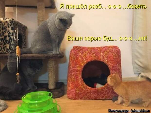 Новая и прикольная котоматрица на 22 сентября (29 фото)