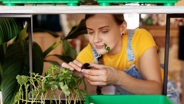 Больше никаких промахов: 16 лучших растений на рассаду с проверенным результатом