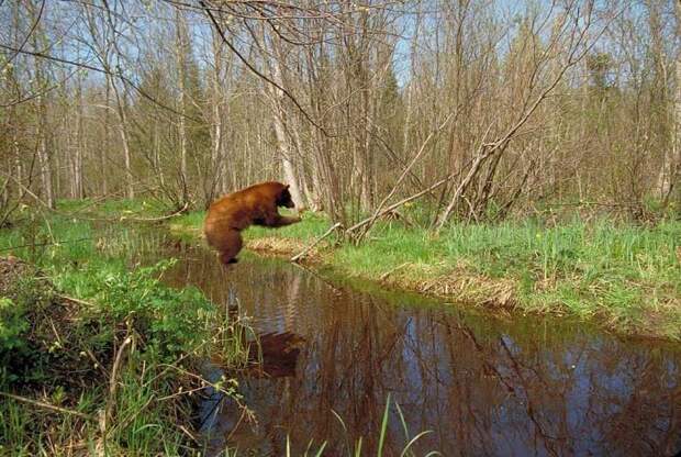 медведь в прыжке