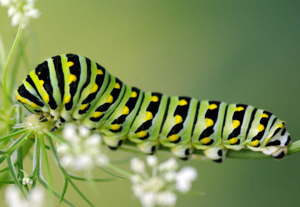 Бабочки и их гусеницы