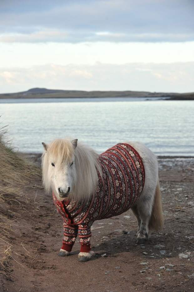 Shetlandskie_poni_odeli_svitera7
